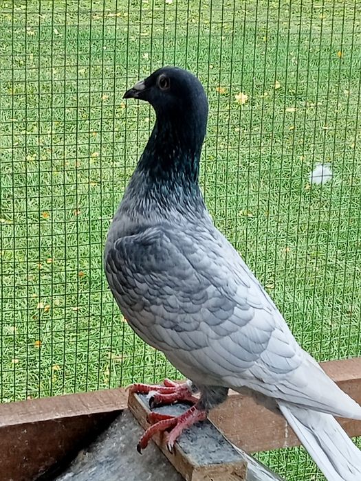 Gołębie pocztowe Andaluzy