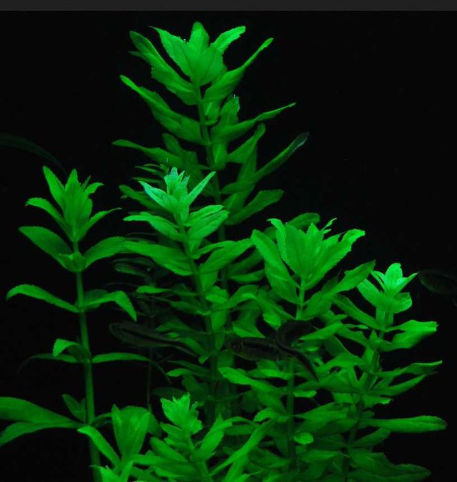 Эустералис зелёный. Акваріумні рослини