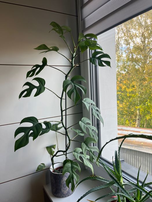 Rhaphidophora tetrasperma, Monstera 'Minima', filodendron 'Minima'