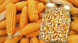 Кукуруза сортовая, столовая (чёрная, красная, синяя, мозаика, жёлтая)
