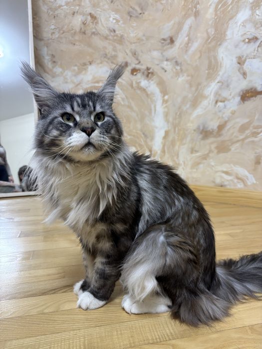 Хлопчик мейн-кун  шукає пару