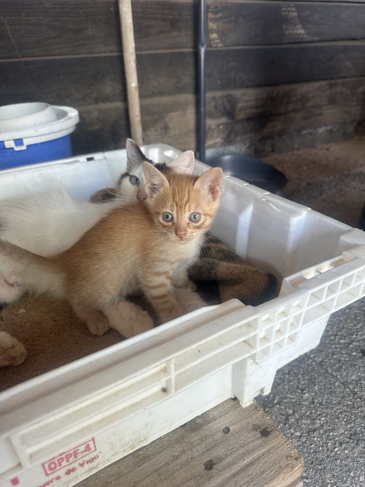 Gatinhos para adoção