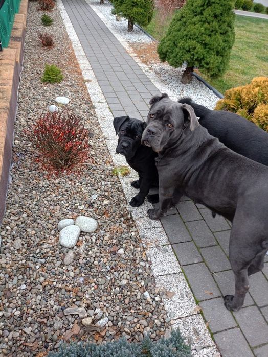 Sprzedam Cane Corso