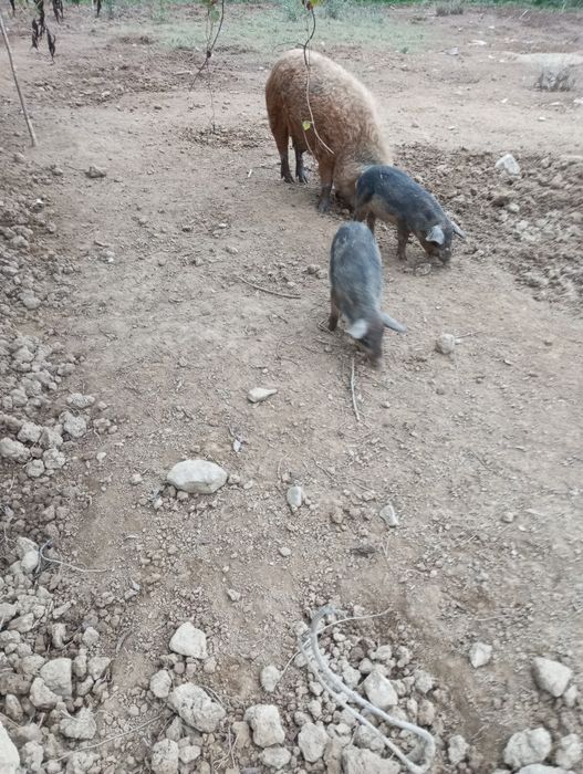 Порося венгерська мангалиця