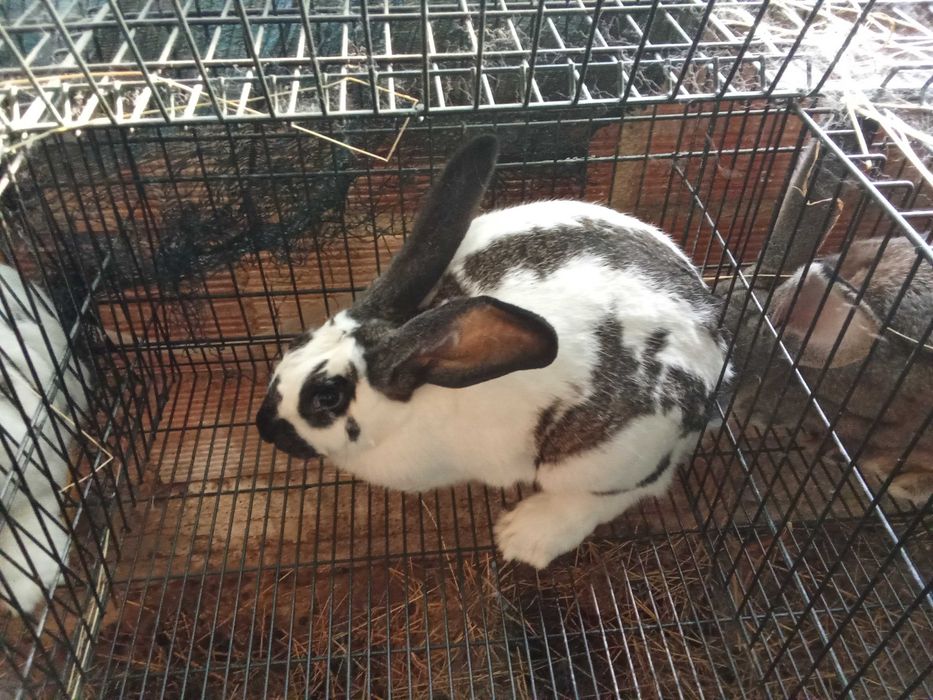 Casal de coelhos borboleta puros