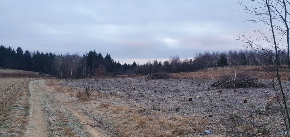 Wycinka drzew sadów Samosiejek karczowanie rekultywacja