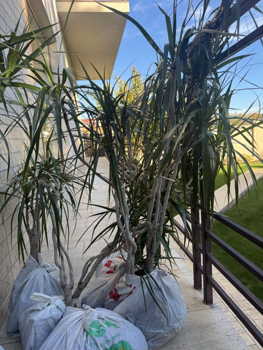 Цветок Драцэна высокие