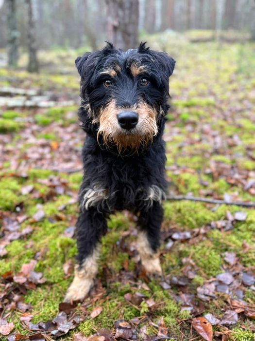 Kochany Łesetrn szuka domu!