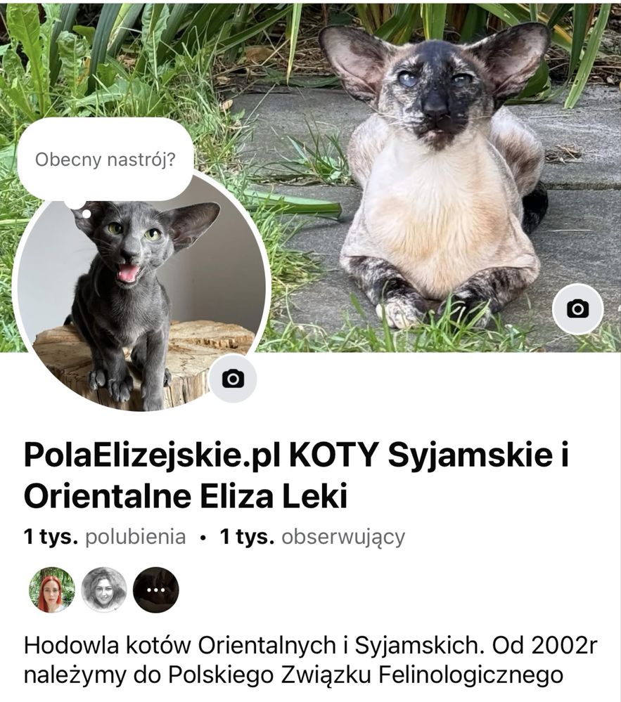 Niebieskooki kotek Syjamski Pola Elizejskie*Pl