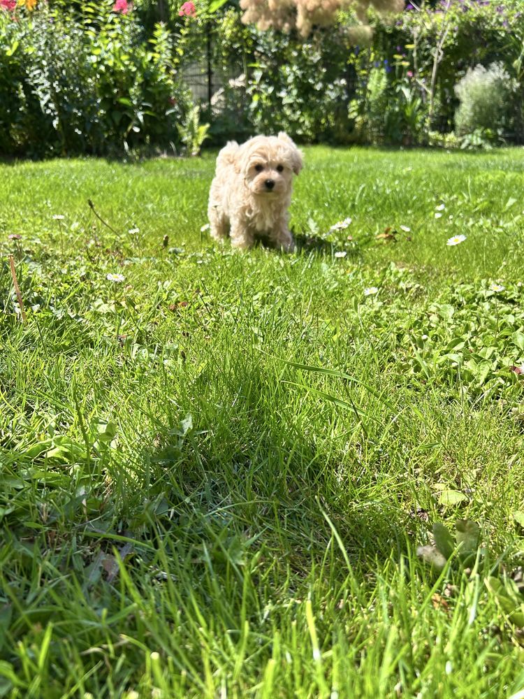 Maltipoo suczka gotowa do odbioru