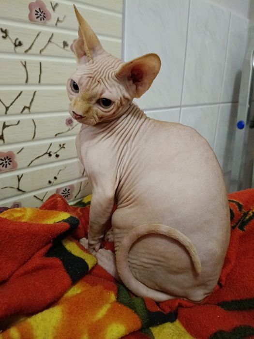 Rudy kocurek sfinks kanadyjski legalna hodowla FPL