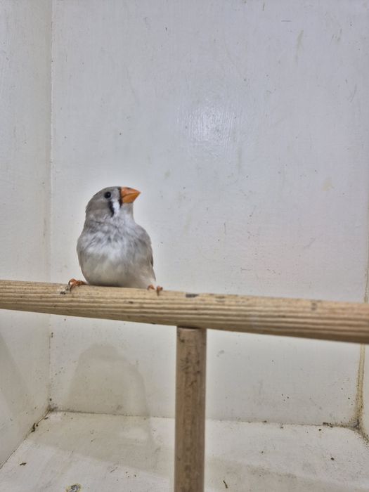 Sprzedam młodą zeberkę Samiczkę