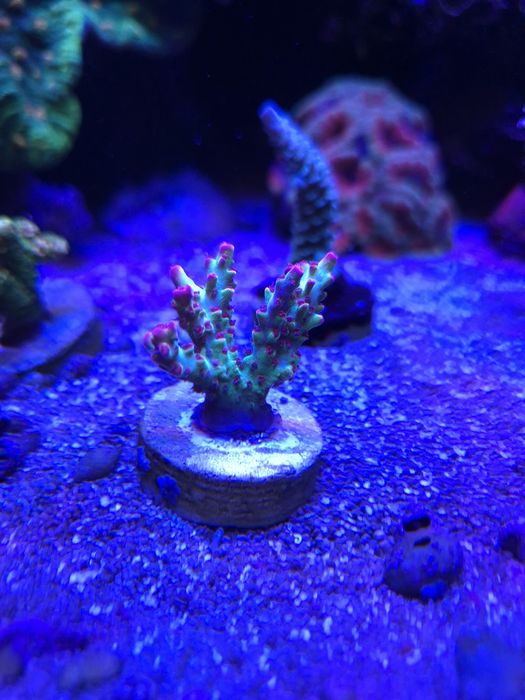 Acropora strawberry truskawka akwarium morskie