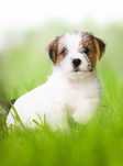 Jack Russell Terrier ZKwP FCI
