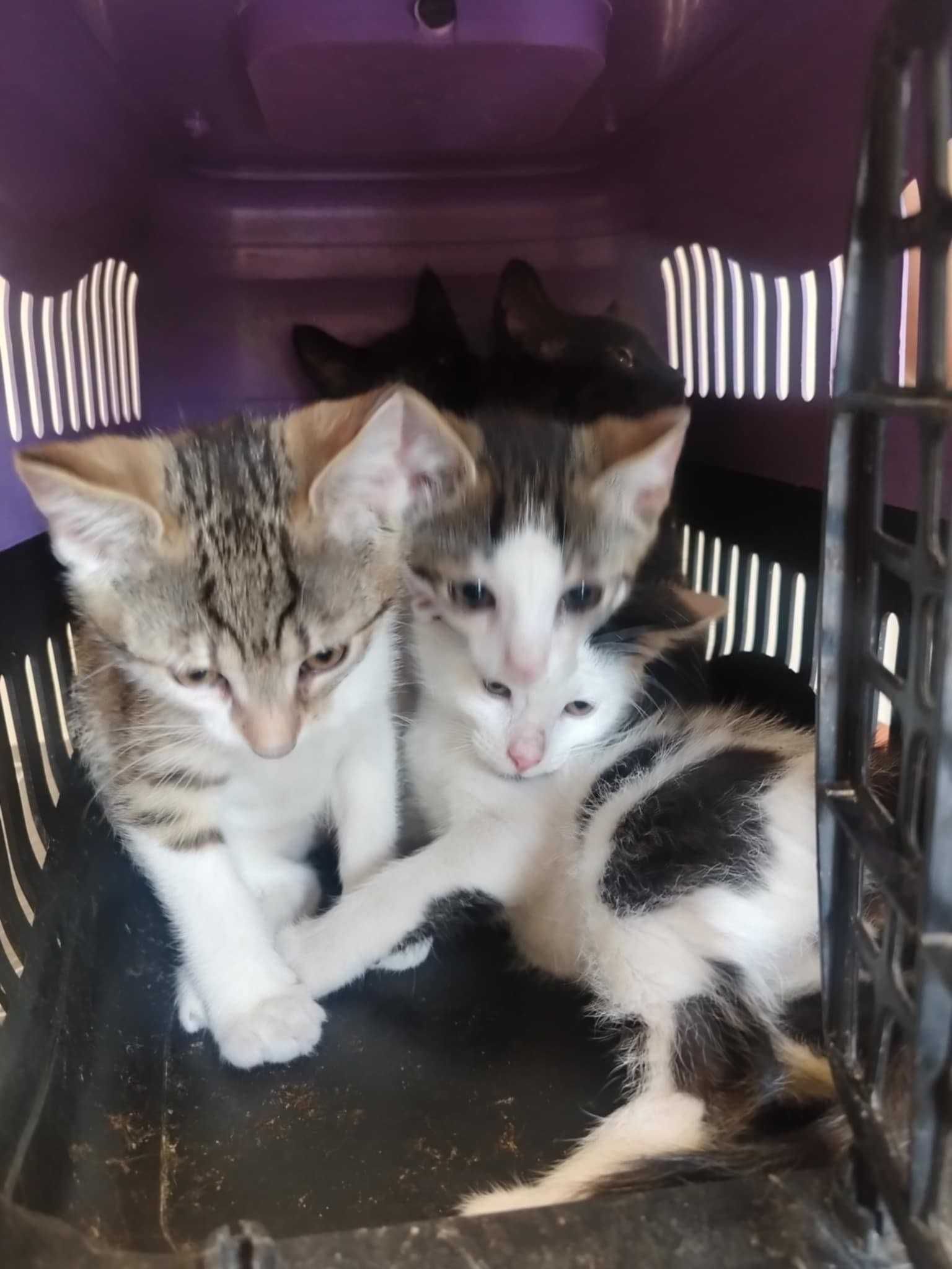 Lila śliczna kotka do adopcji