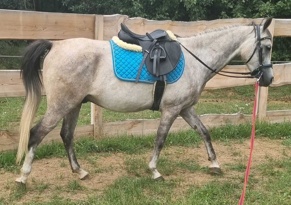 Arabek szuka nowego właściciela