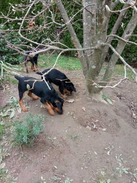 Yagd Terrier- szczenię