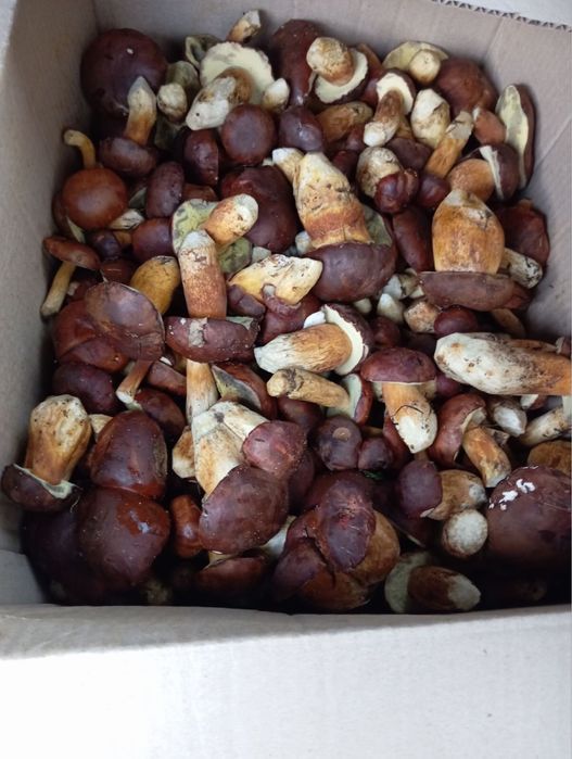 Продам польські гриби