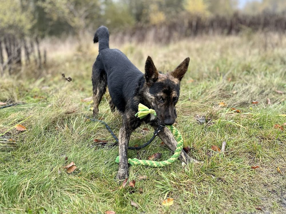 Pies w typie rasy owczarek holenderski do adopcji.Inteligentny i młody