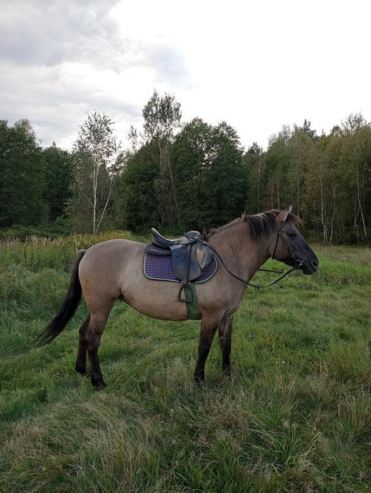 Klacz konika polskiego