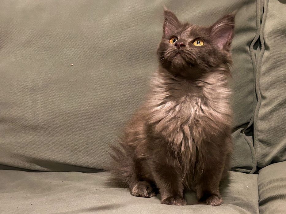 Piękna Kotka Maine Coon o dymnym umaszczeniu- na początku Grudnia dost