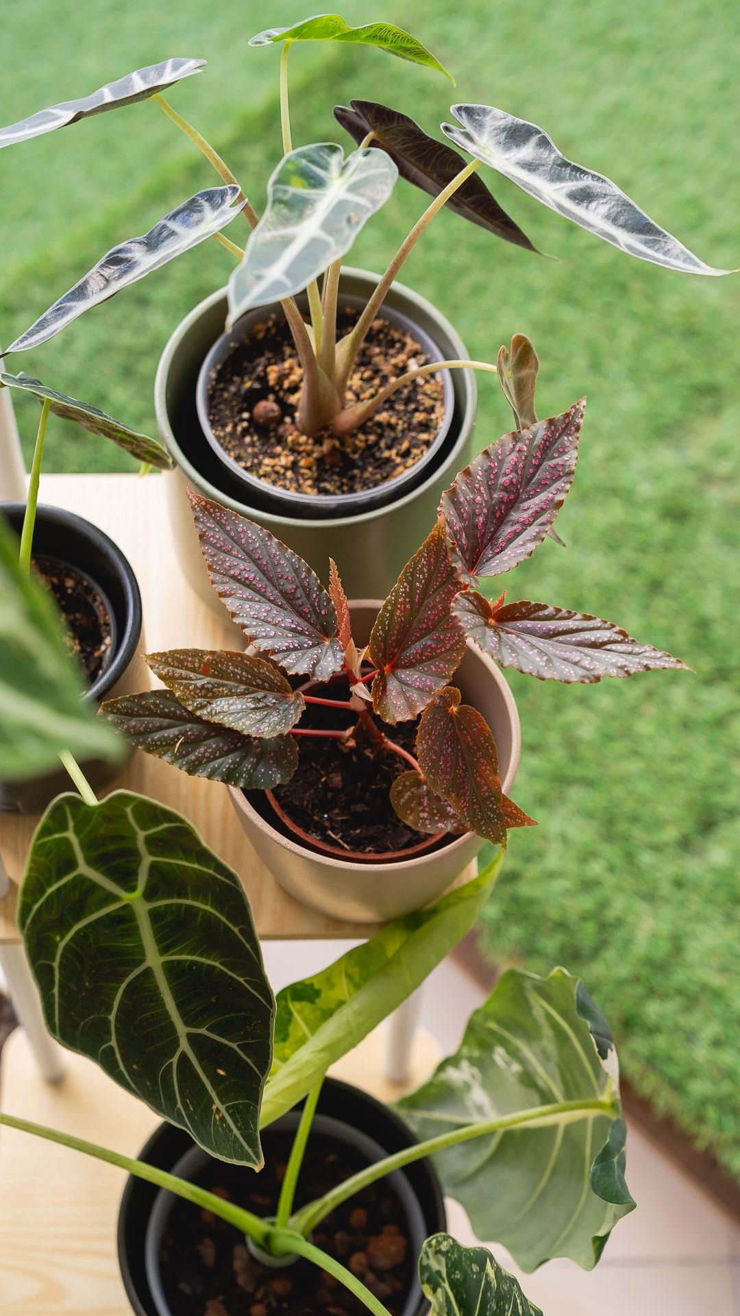 Begonia Maculata Pink Spot - Planta de interior