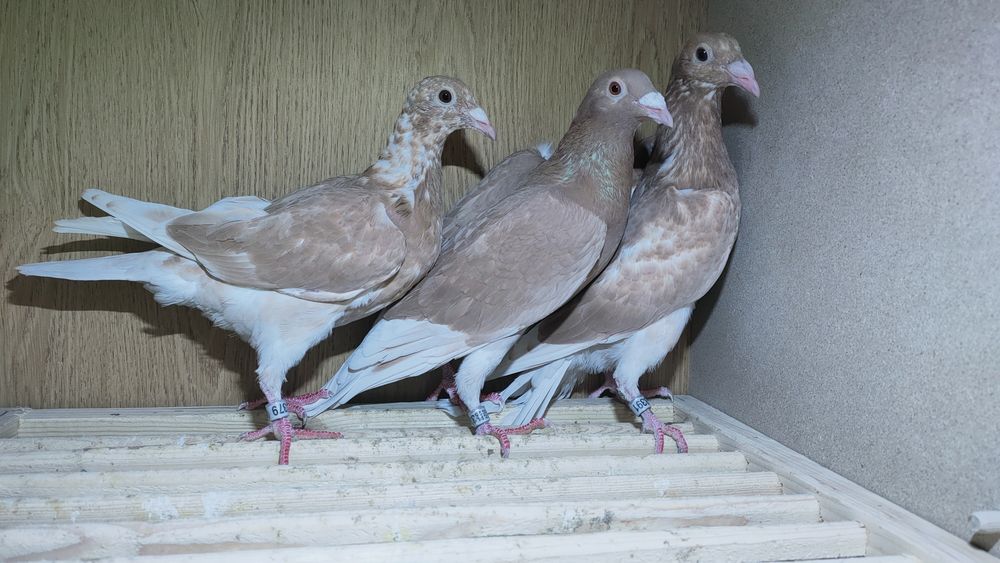 Gołębie pocztowe młode żółte