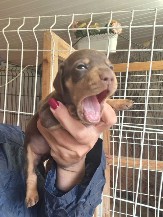 Teckel femea choco tan