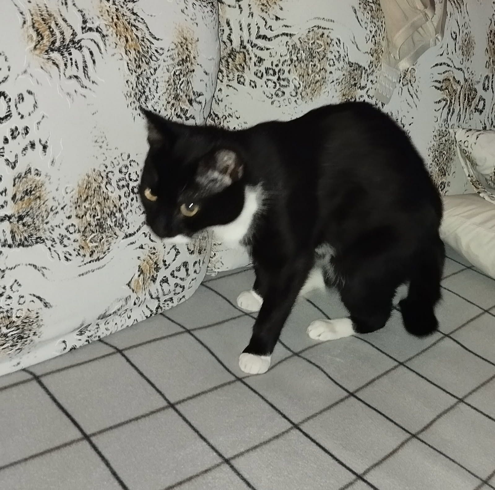 Kicia pilnie potrzebuje nowego domu