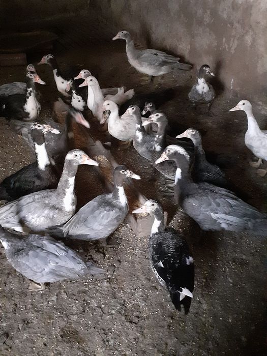 Patos mudos novos