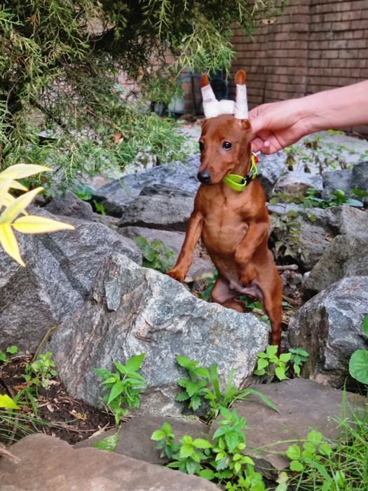 Цвергпінчер гарні хлопчики