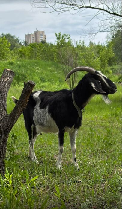 Заанонубийка50/50