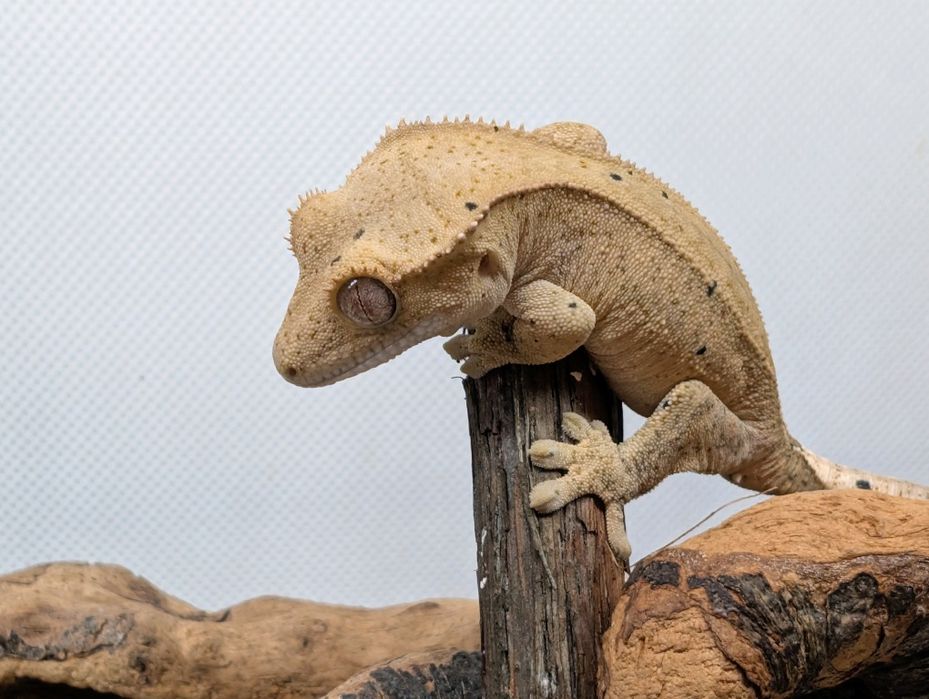 Gekon orzęsiony nsex