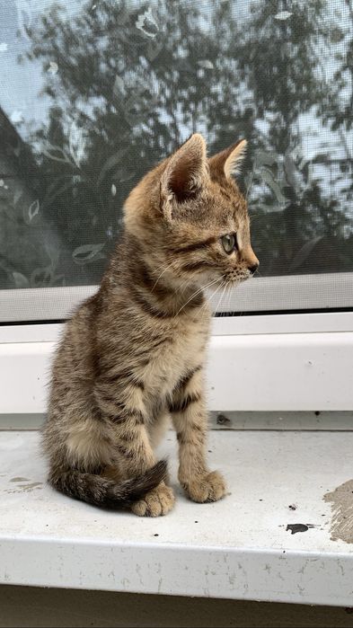 Отдам котика бесплатно