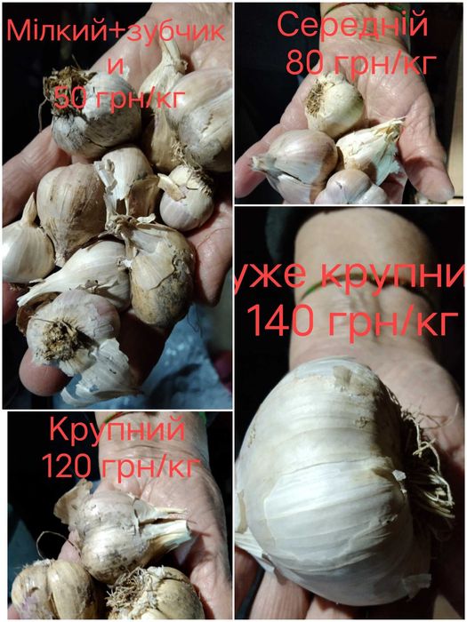 Продам домашній часник для приготування їжі, консервації,на посадку