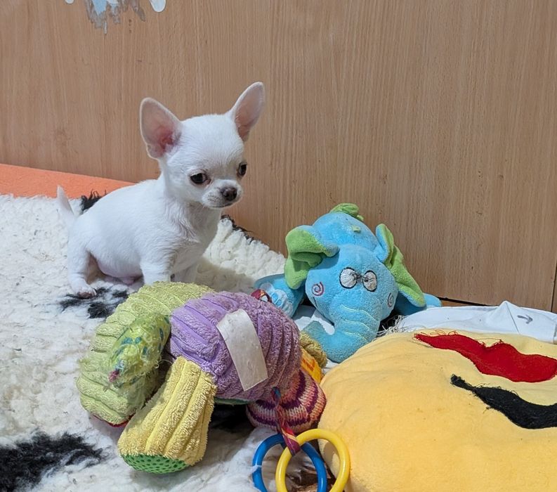 Chihuahua krótkowłosy FCI
