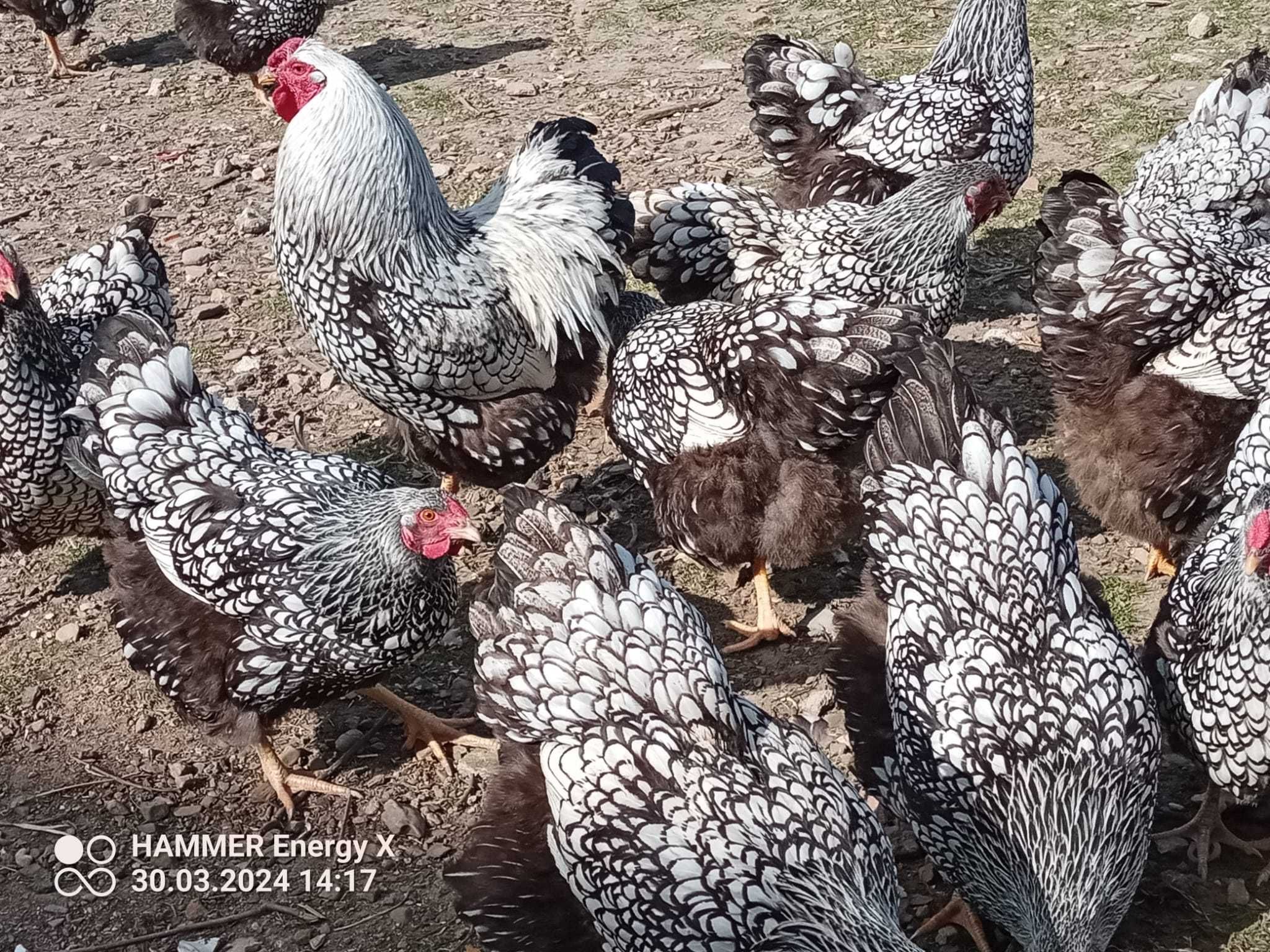 Jaja lęgowe wyandotte srebnołuskowej olbrzymiej