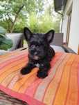 Yorkshire terrier czarna suczka