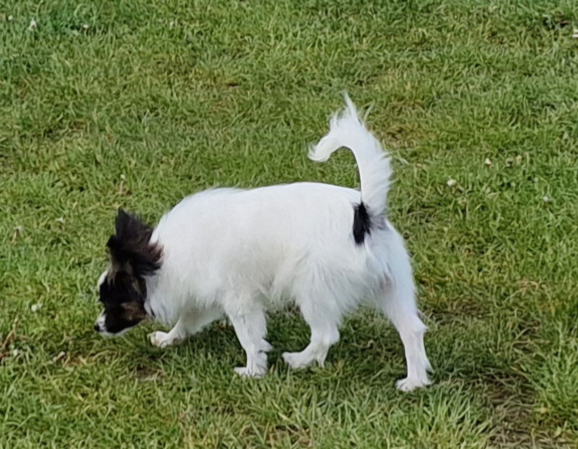 Piesek papillon spaniel kontynentalny miniaturowy .