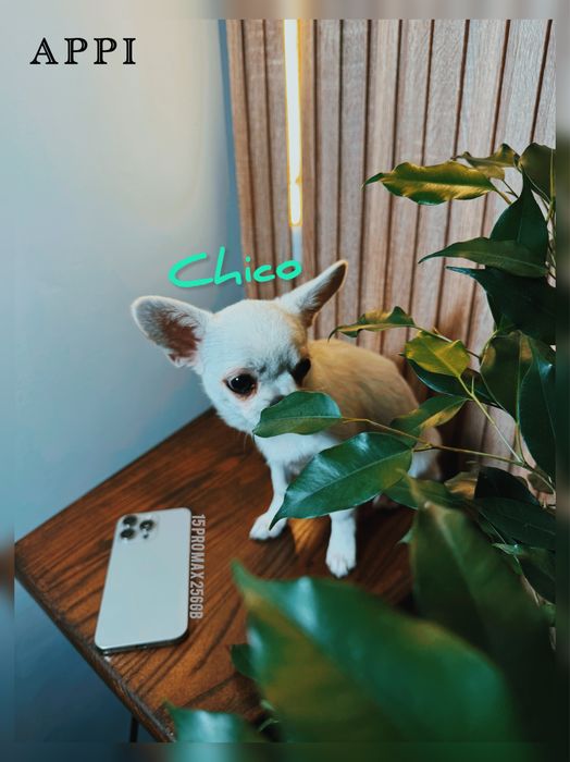 IPhone 15 Pro Max 256GB Titanium | 3міс. | інші моделі в наявності