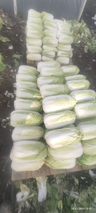 Продам Пекинскую капусту оптом самовывоз