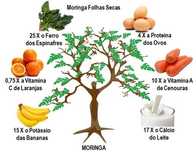 Moringa Chá - A planta, originária do norte da Índia