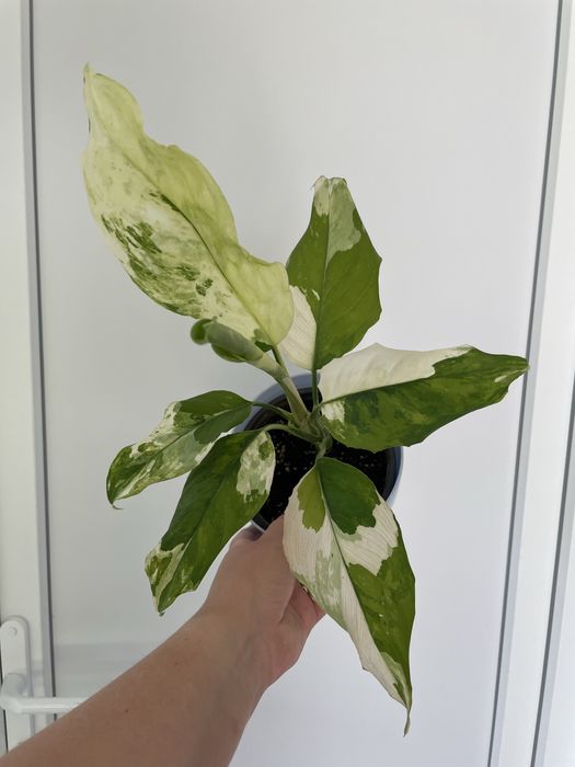 Монстера Тайське Сузірʼя, Aглаонема