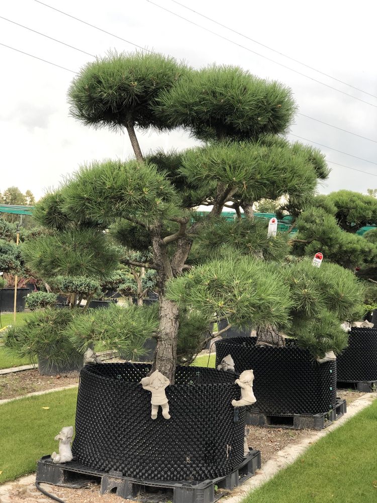 Bonsai niwaki formy cięte ogród sosna cis jałowiec BONSAI PARK