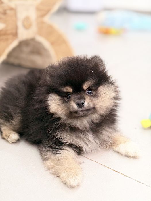 Lulu da Pomerânia Micro Miniatura com Lop e Afixo
