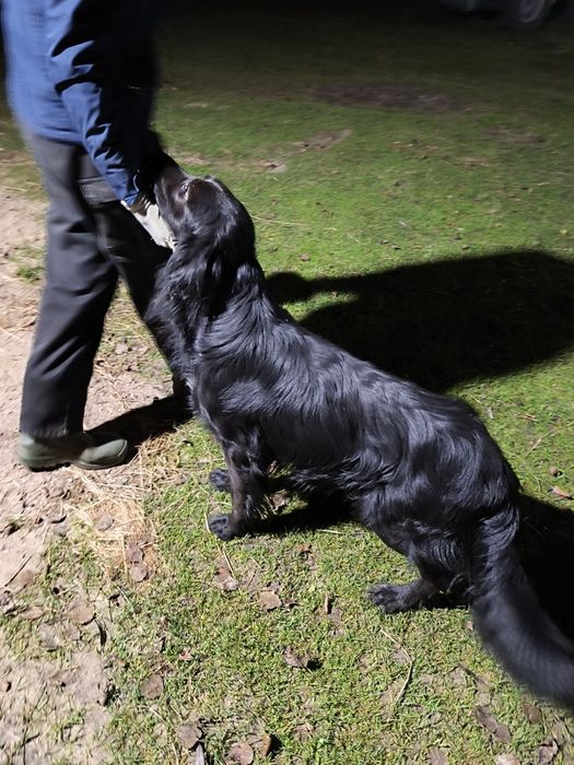 Nowego domu szuka kochany piesek