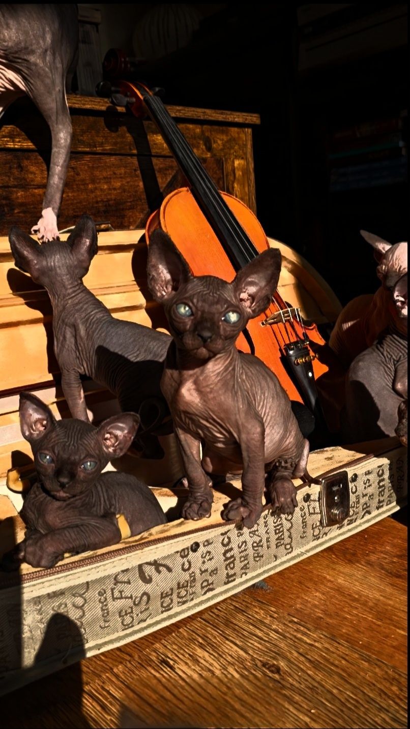 Przepiękny kot sfinks,sliczny kocurek  sphynx