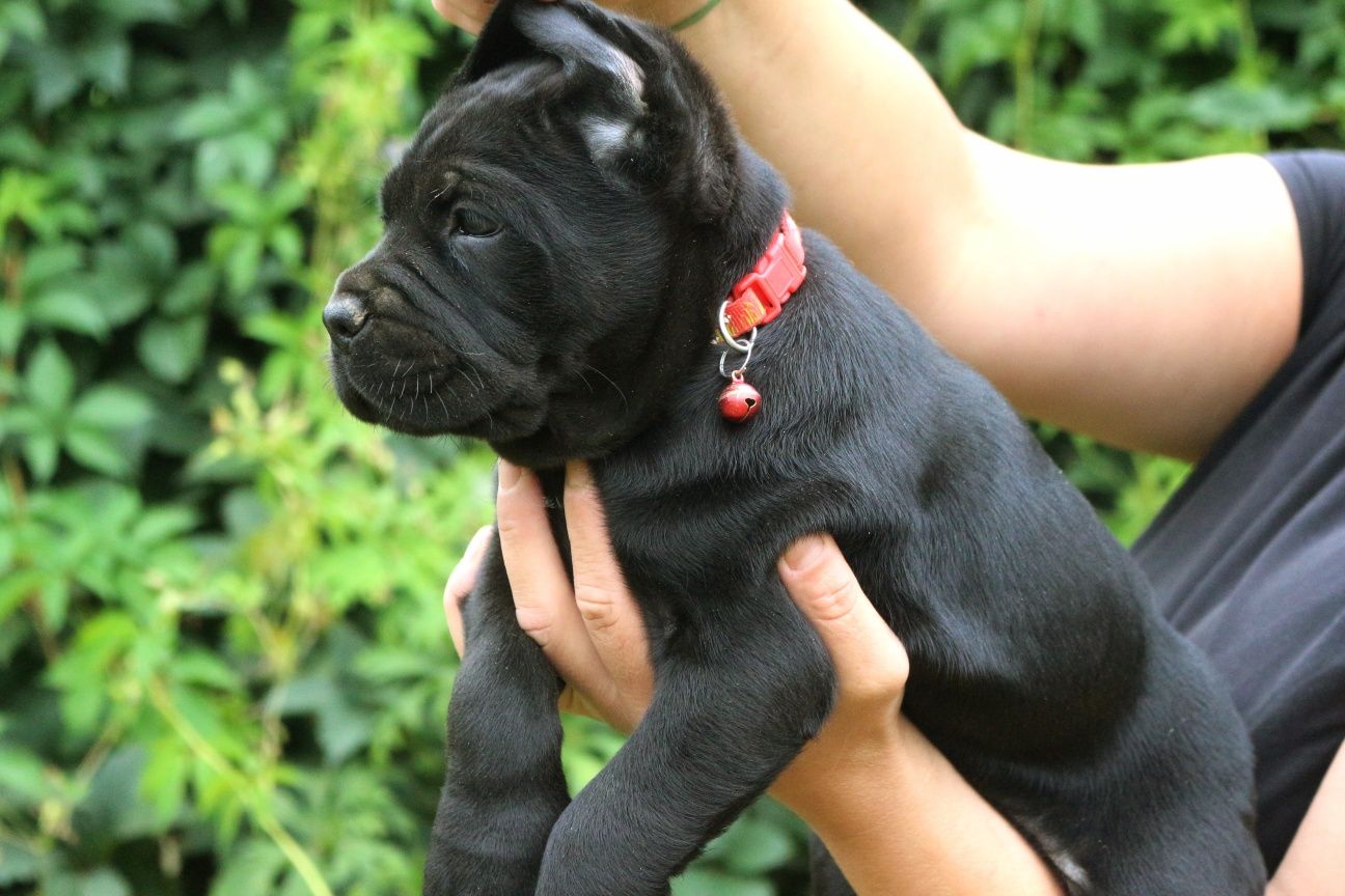 Cane Corso Italiano suczka ZKwP