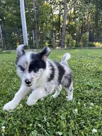 Border Collie FCI,  Blue merle, piesek