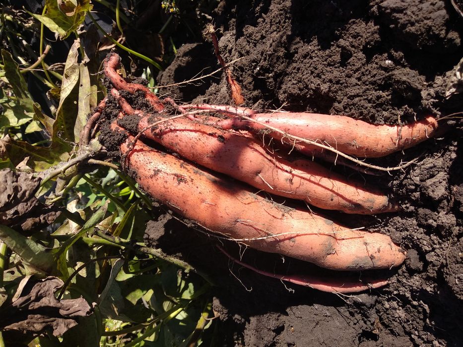 Сажанцы Батата (сладкий картофель)